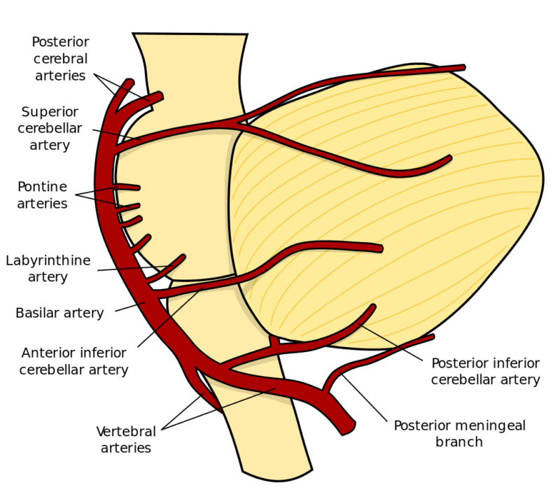 divisions of pica artery