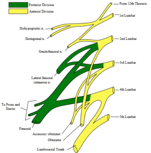 Lumbosacral Plexus & Lower Extremity Neuropathies | Exam Review