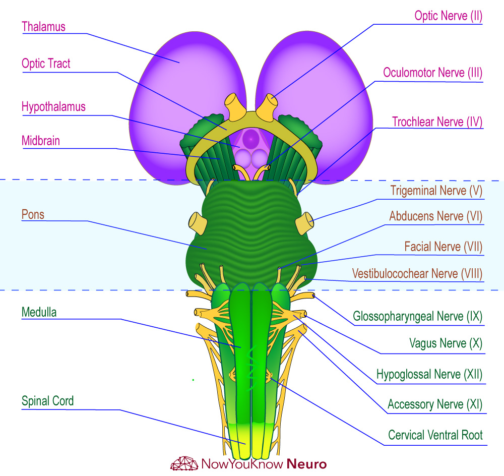 Cranial Nerves | Exam Review | NowYouKnow Neuro