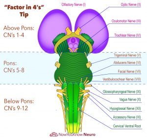 Cranial Nerves | Exam Review | NowYouKnow Neuro