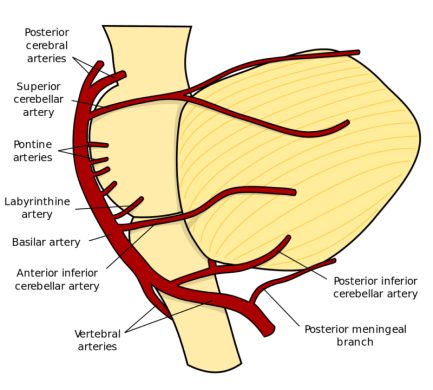 Cerebellar vascular supply Diagram of the vascular supply to the cerebellum, which is supplied from branches of the vertebral and basilar arteries.