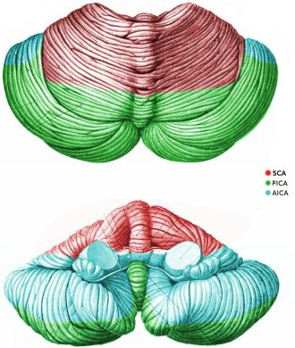Cerebellum Vascular Territories Diagram of cerebellum vascular territories