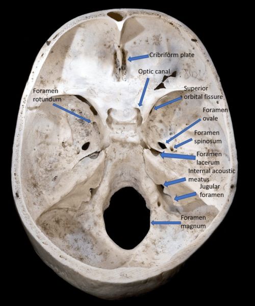 Cranial Nerves | NowYouKnow Neuro