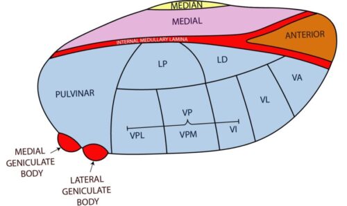 Thalamus Anatomy and Hypothalamus | RITE and Board Exam Review