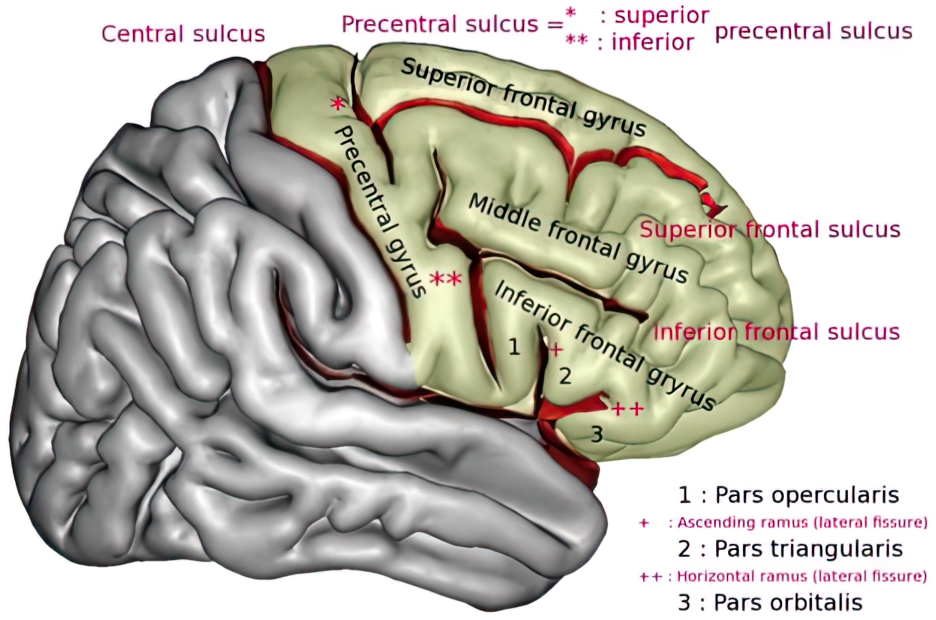 Diagram of The Frontal Lobe and Associated Gyri/sulci