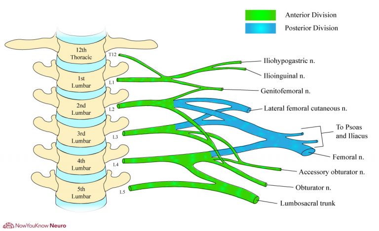 Lumbosacral Plexus & Lower Extremity Neuropathies | Exam Review