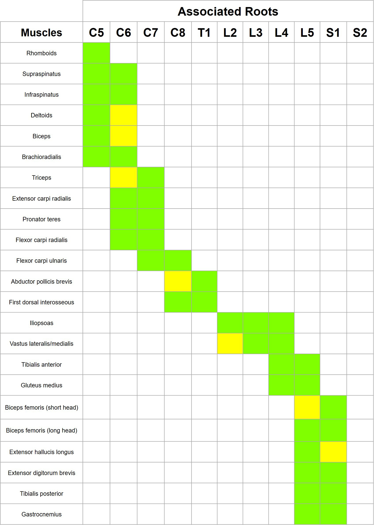 Muscle Root Supply Chart | NowYouKnowNeuro